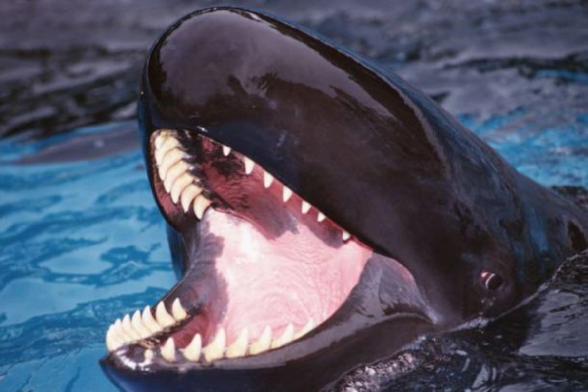 โลมายิ้ม