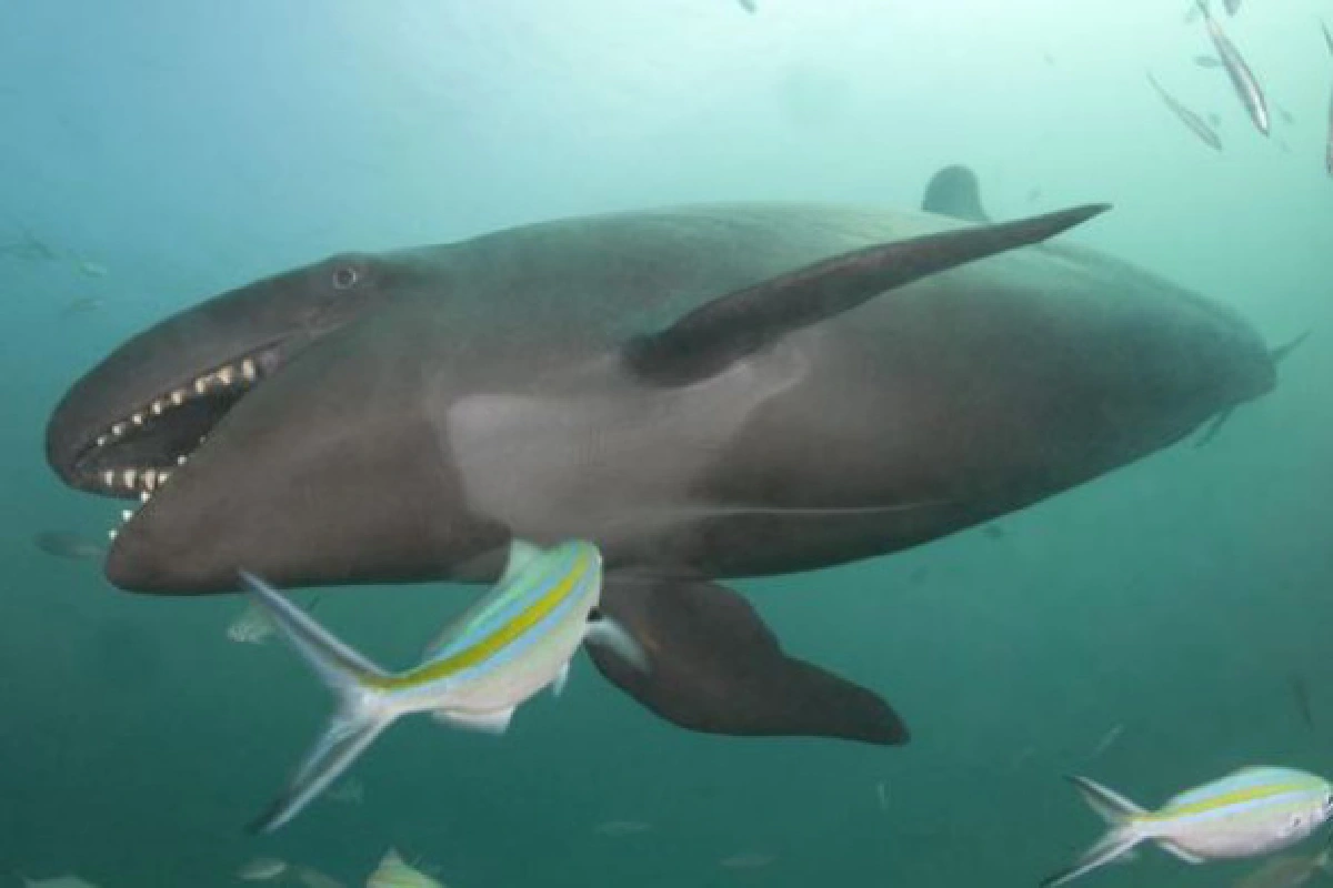 โลมายิ้ม