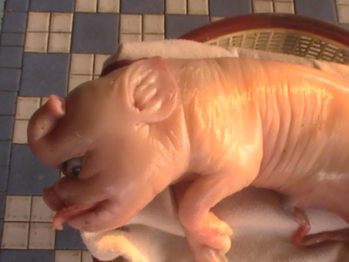 แห่ตีเลขเด็ดลูกหมูมีงวงเหมือนช้าง