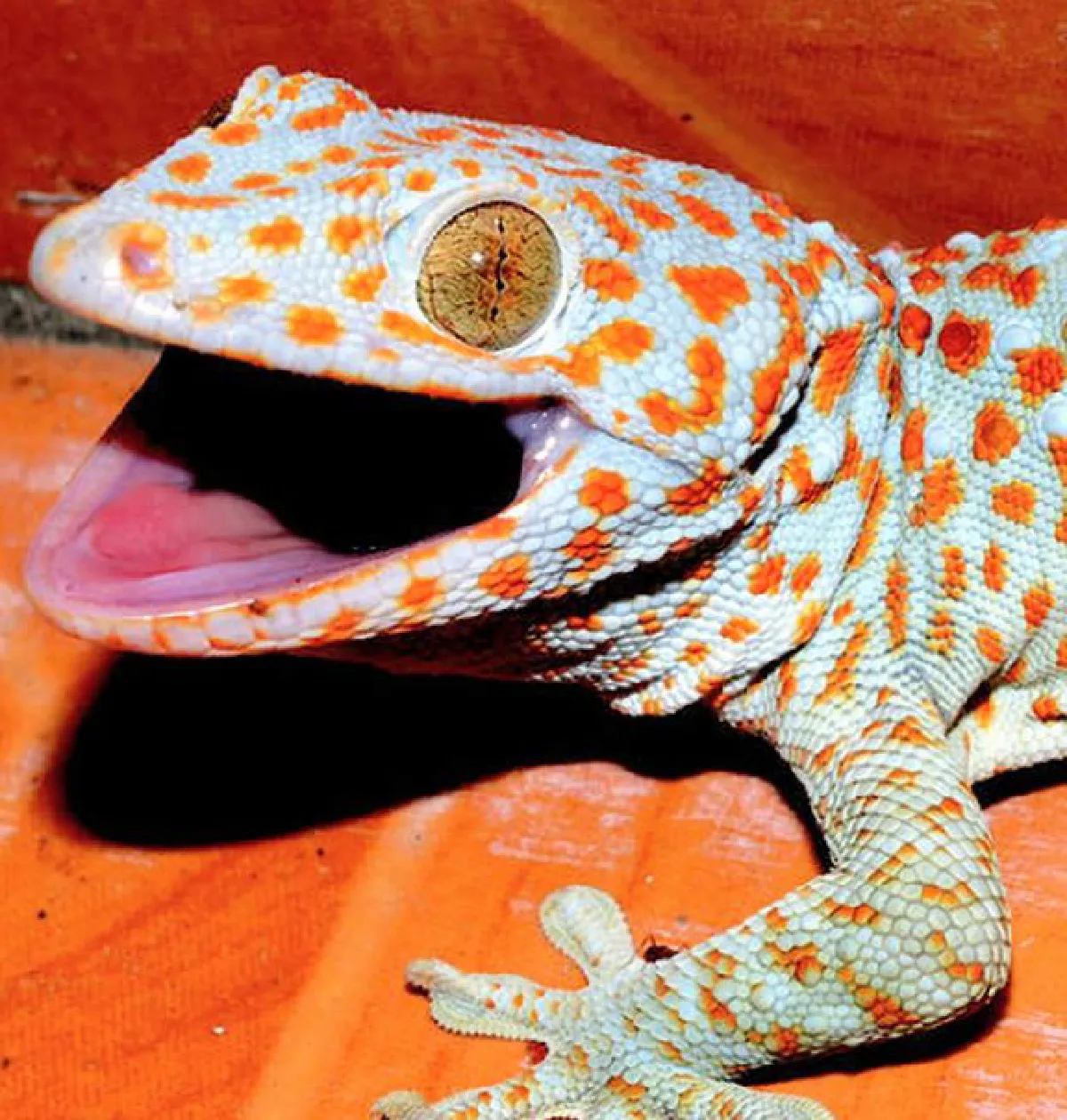 Geckos slowly disappearing