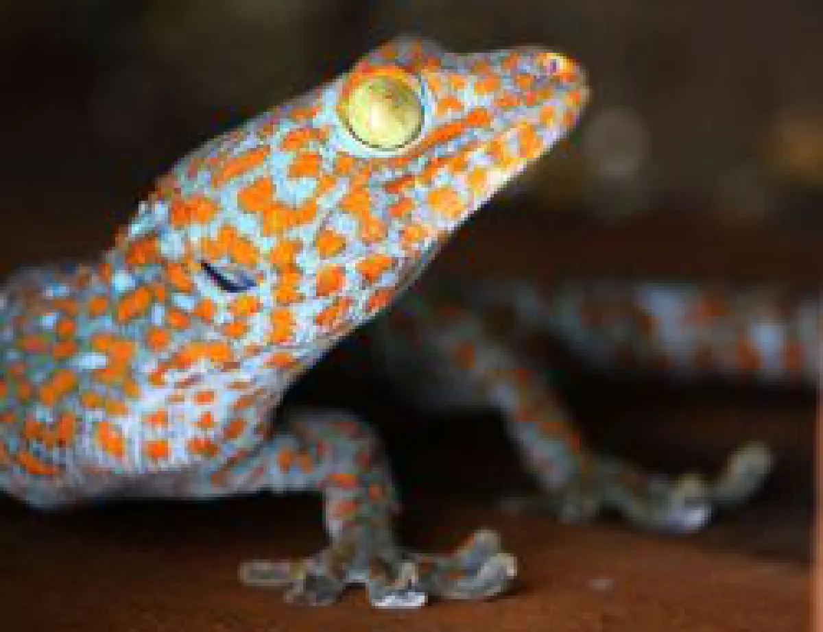 Geckos slowly disappearing