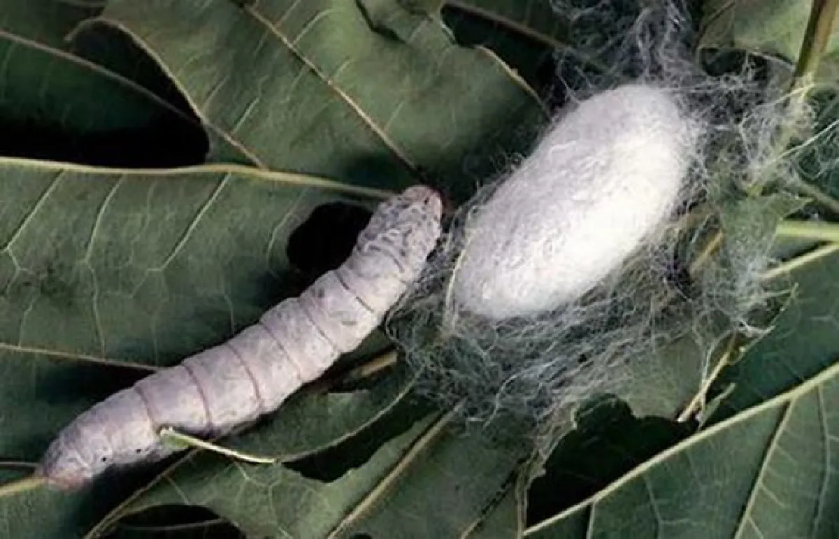 Silk Boom: Opportunity for Thailand