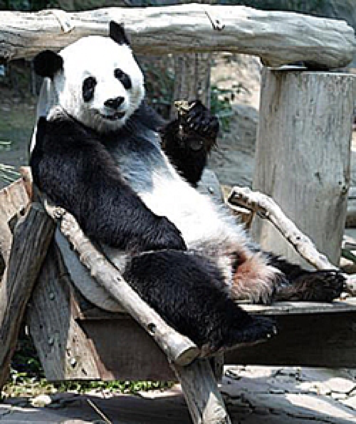"Thai animals should come first"