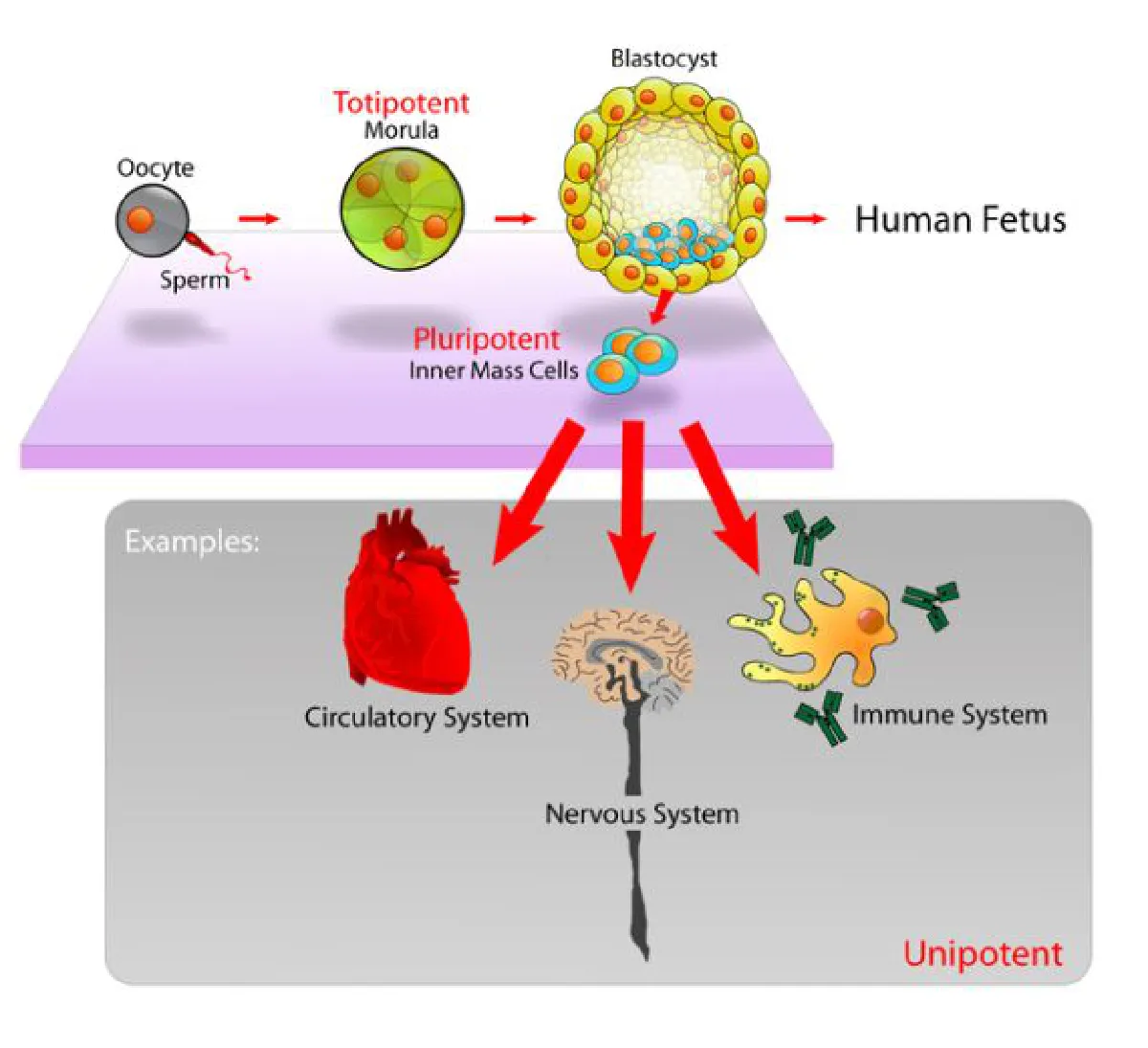 Research breakthrough: Stem cells from human skin cells