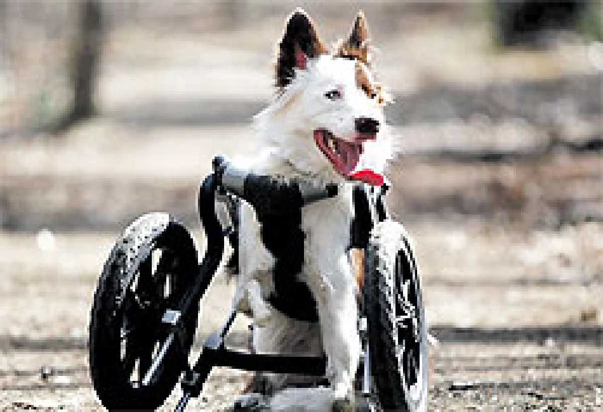 พลังแห่งความเมตตา