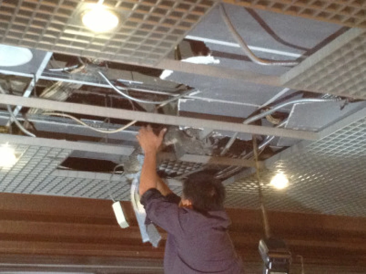 ตัวเงินตัวทองโผล่ฝ้าเพดานห้องโถงสภา