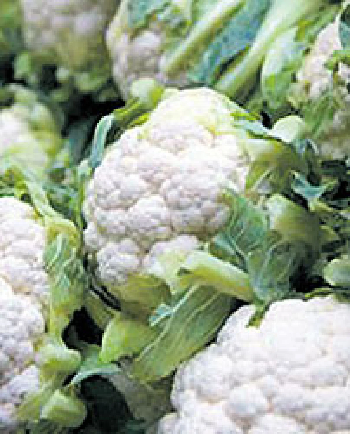 แนะทานผักสีขาวให้เท่าเขียว สารอาหารเพียบไม่แพ้กัน