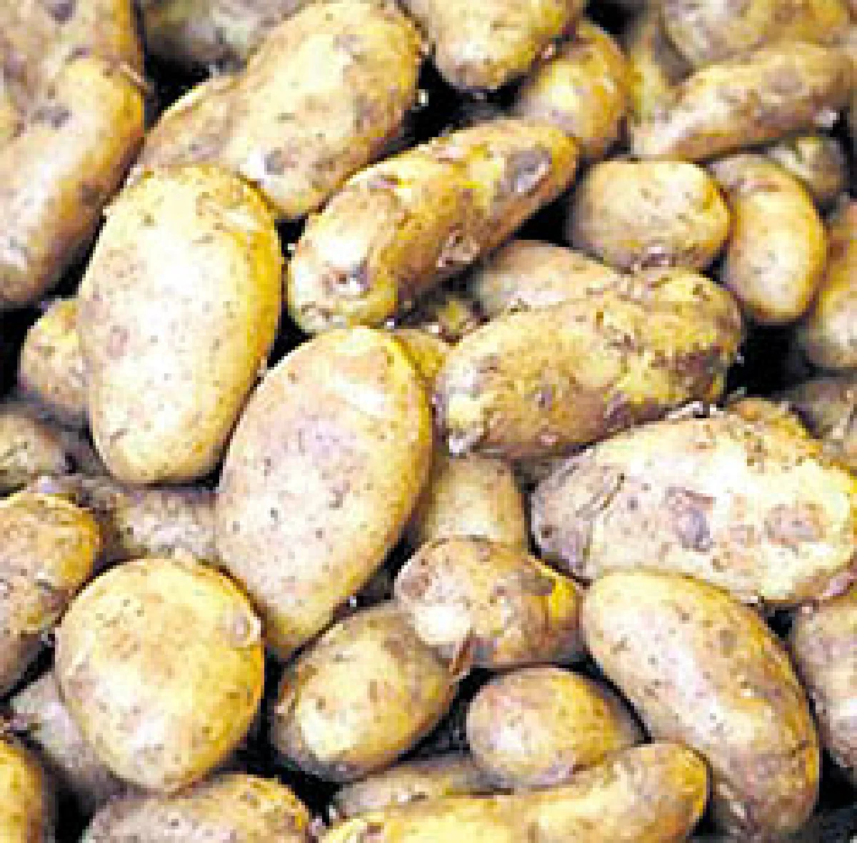 แนะทานผักสีขาวให้เท่าเขียว สารอาหารเพียบไม่แพ้กัน