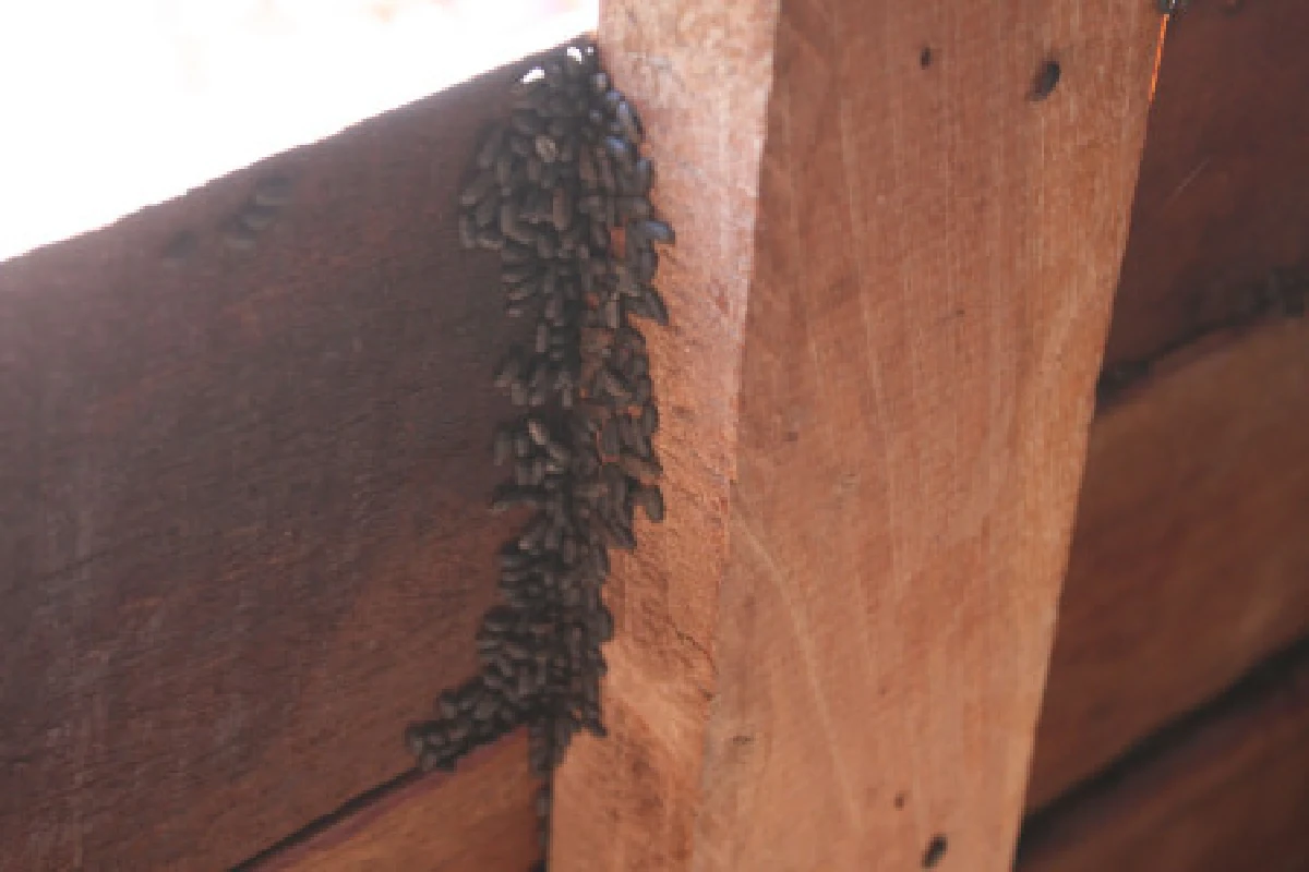 แมลงปีกแข็งนับล้านบุกยึดบ้านชาวบ้าน