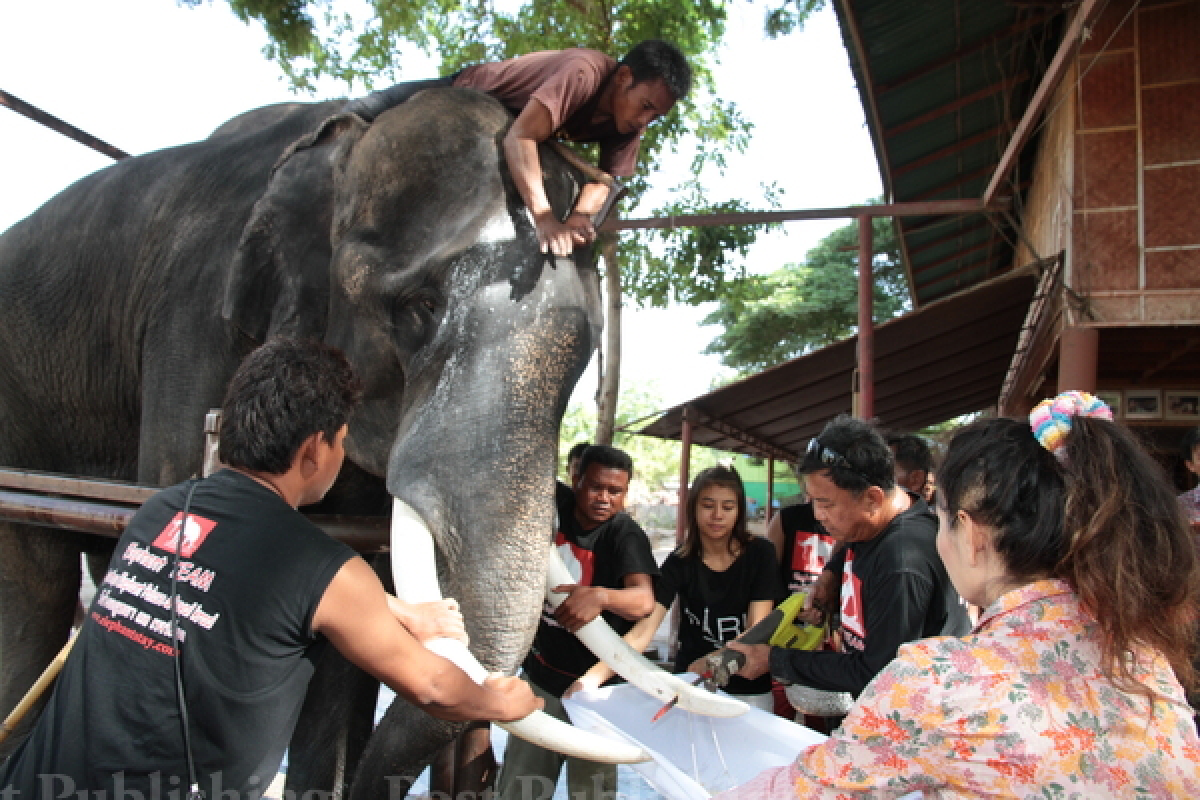 Elephant stomps wife to death, gores husband in leg