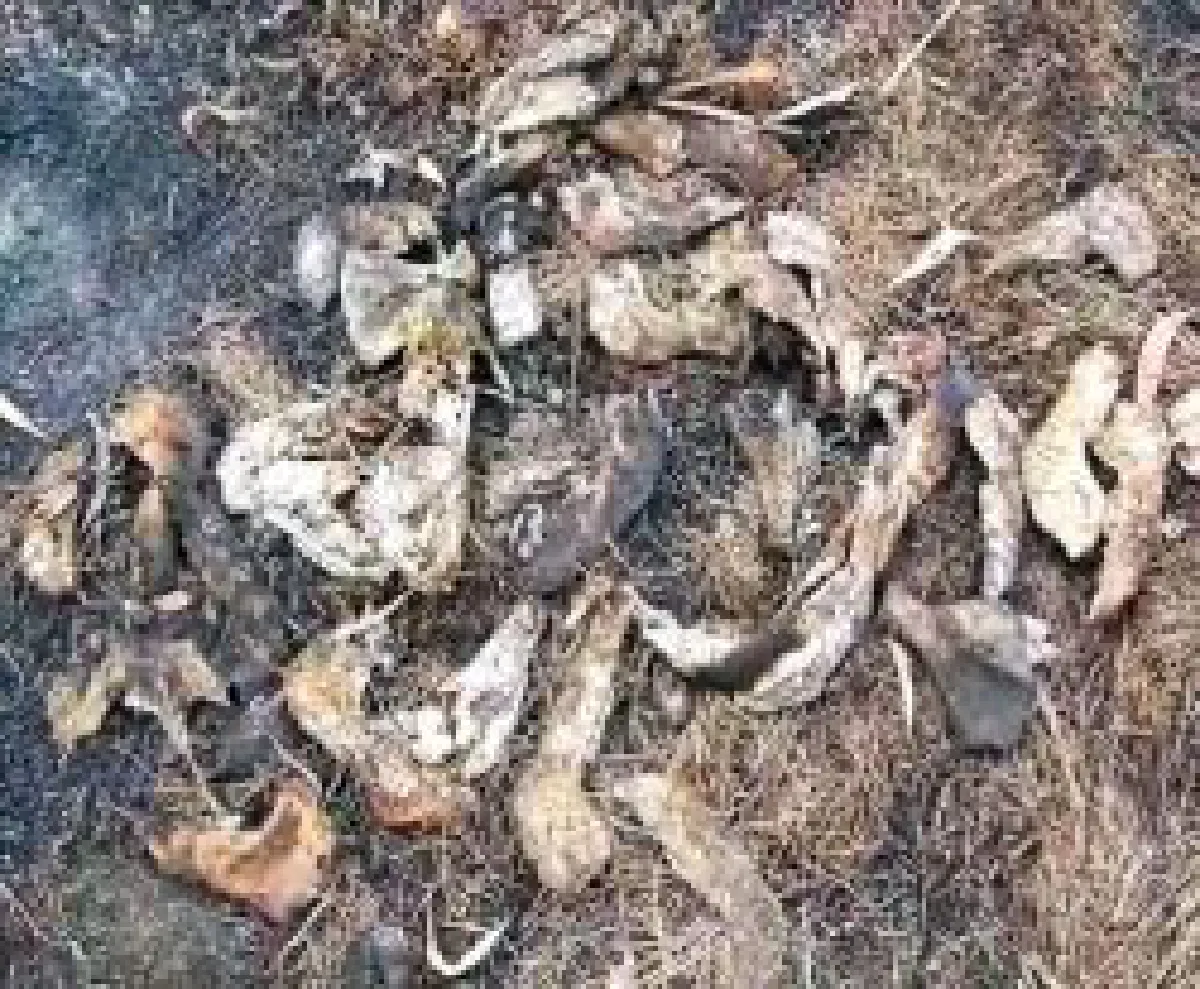 1000 Dog skulls buried: Used in Meatballs?