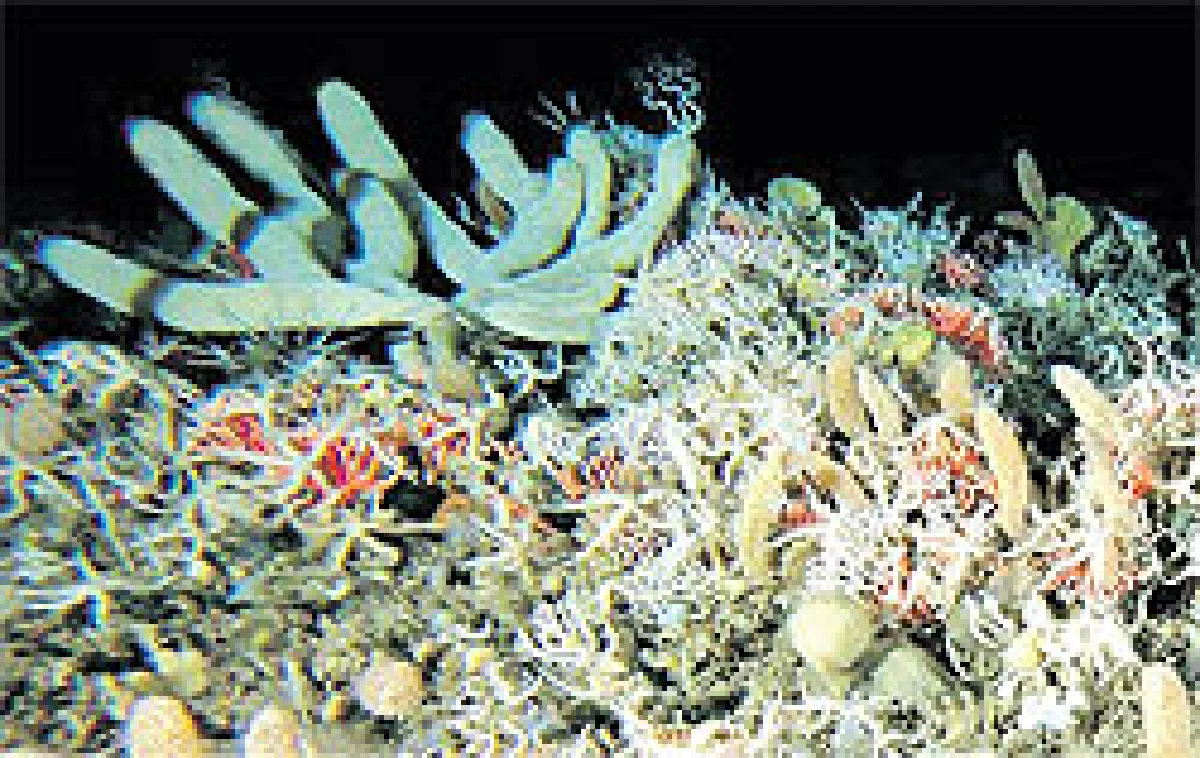 ออสซีดัน กม.ห้ามเติมปุ๋ยในทะเล