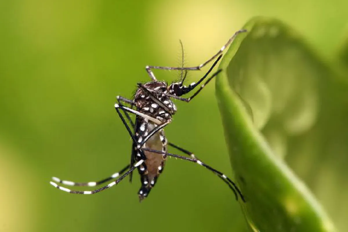 Mystery virus: One case in Thailand