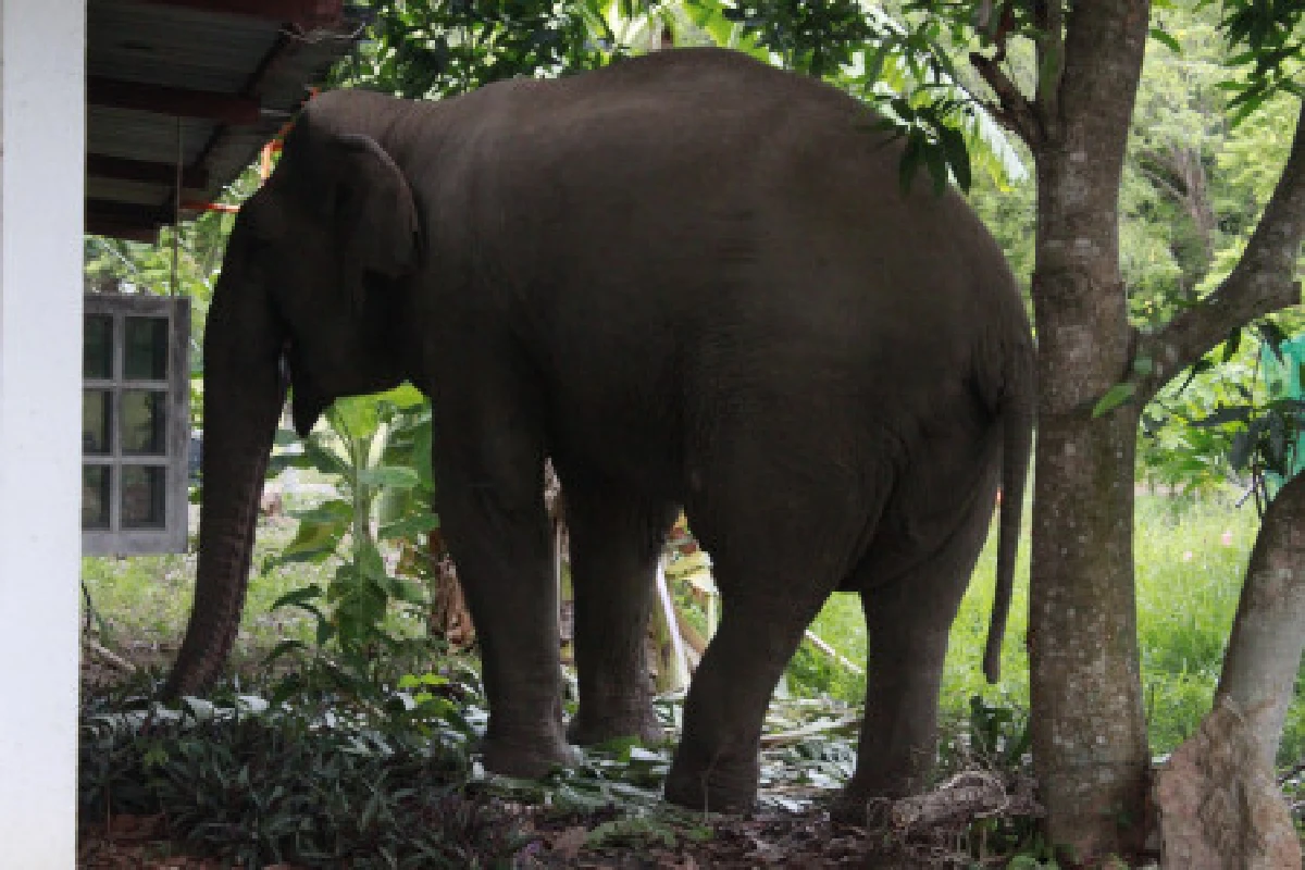 ต้อนช้างตาบอดเข้าป่าหลังเดินหลงเข้าร.พ.