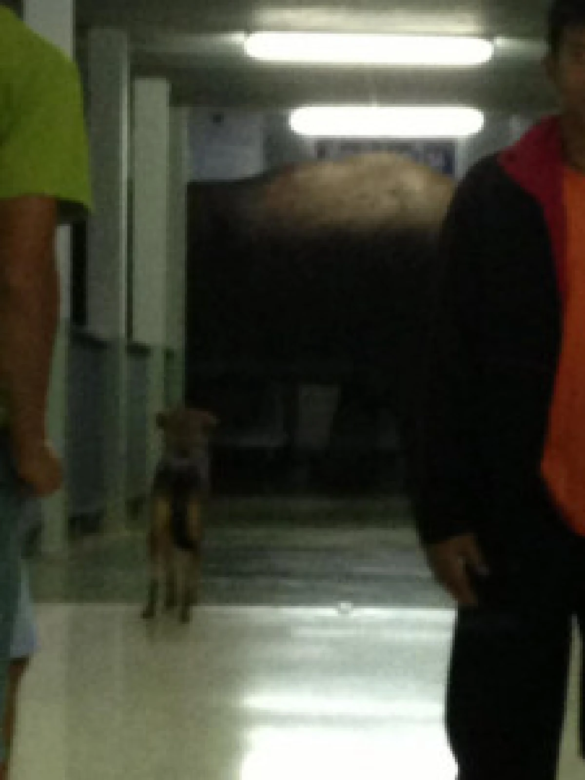 ต้อนช้างตาบอดเข้าป่าหลังเดินหลงเข้าร.พ.