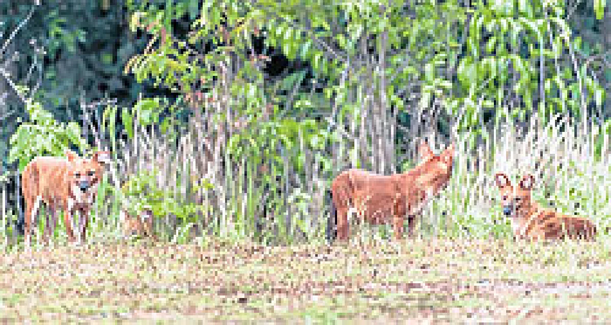 ล่าหมาใน