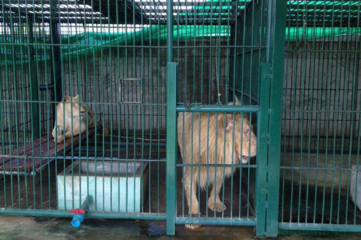 บุกบ้านเดี่ยวชานกรุงซุกสิงโต14ตัว บุกบ้านเดี่ยวชานกรุงซุกสิงโต14ตัว