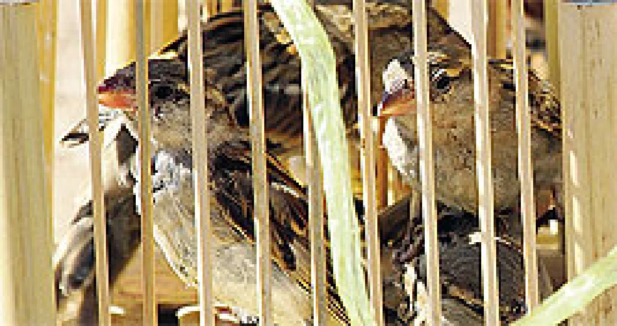 ปล่อยนก ปล่อยปลา ทำบุญบูชาโทษ