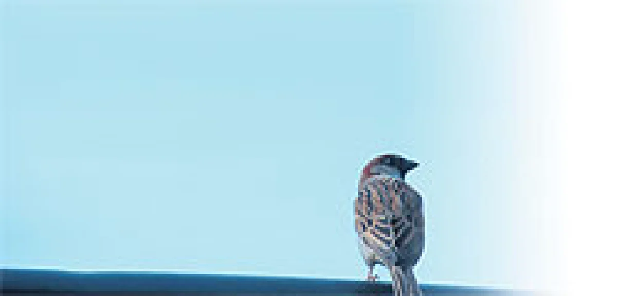 ปล่อยนก ปล่อยปลา ทำบุญบูชาโทษ