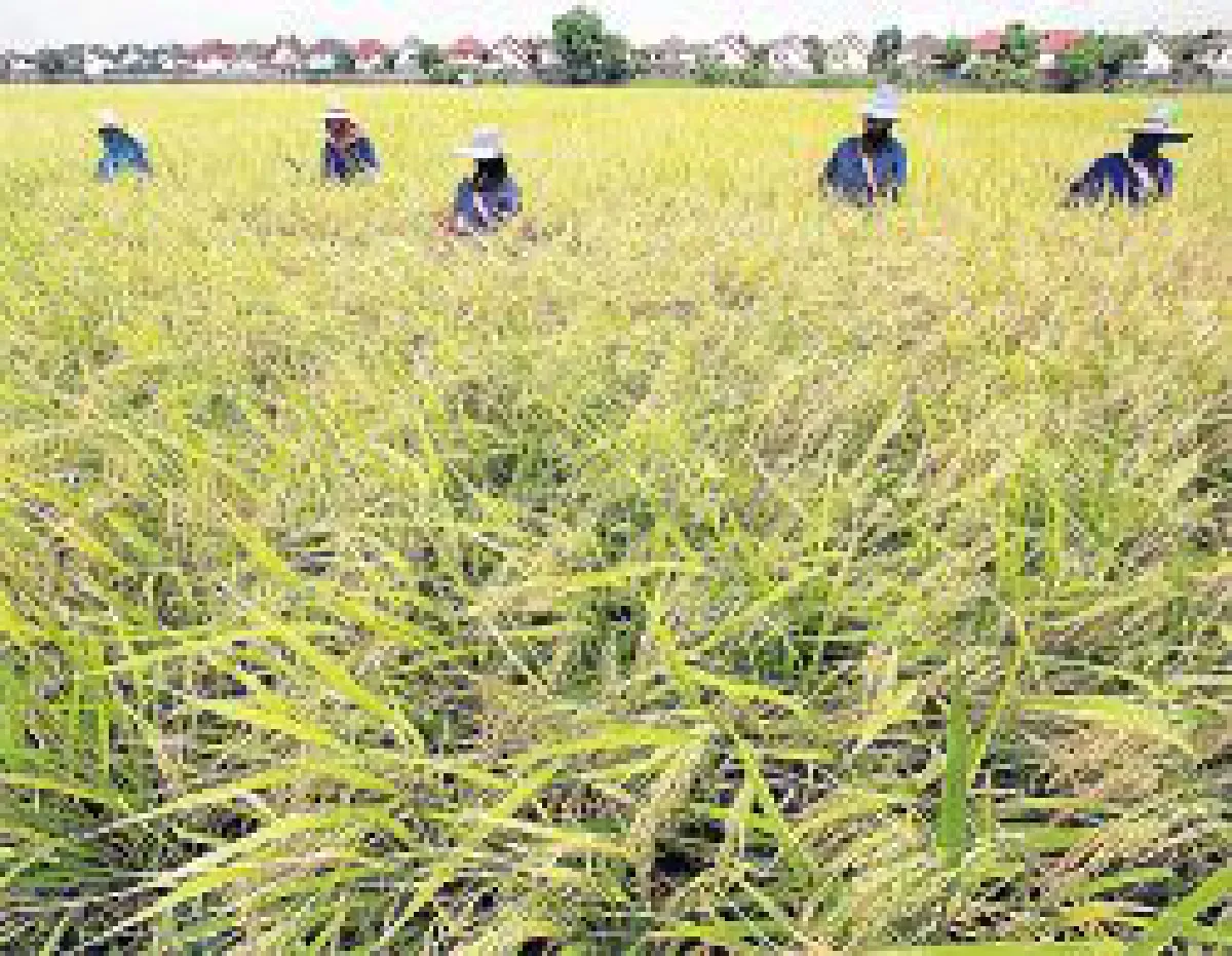 Rice miller corruption