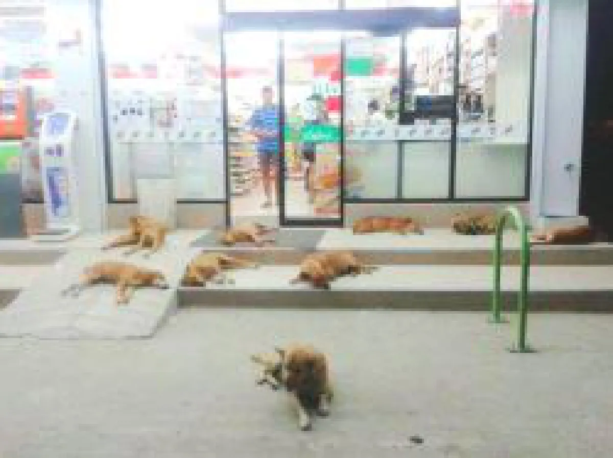Strange Facebook pages of Thailand