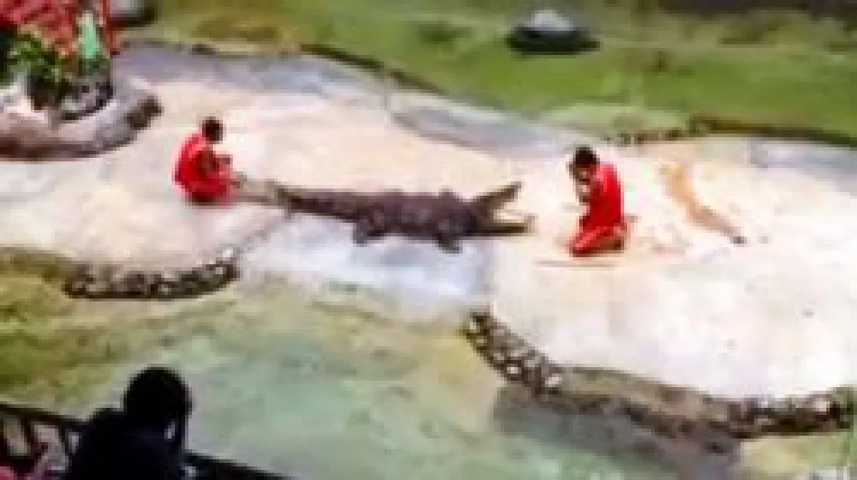 Crocodile bites head during stunt