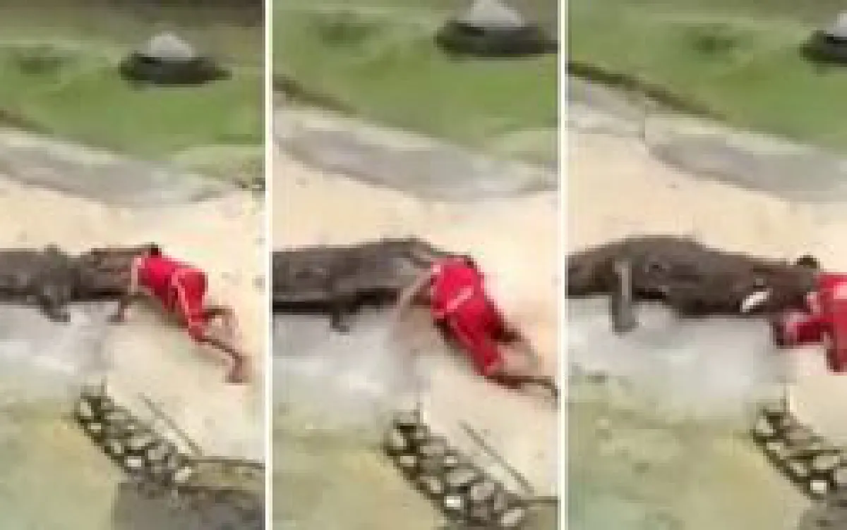 Crocodile bites head during stunt