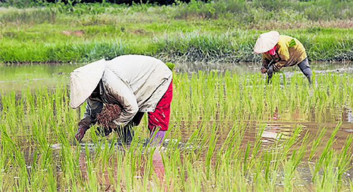 Rice problems: Big list