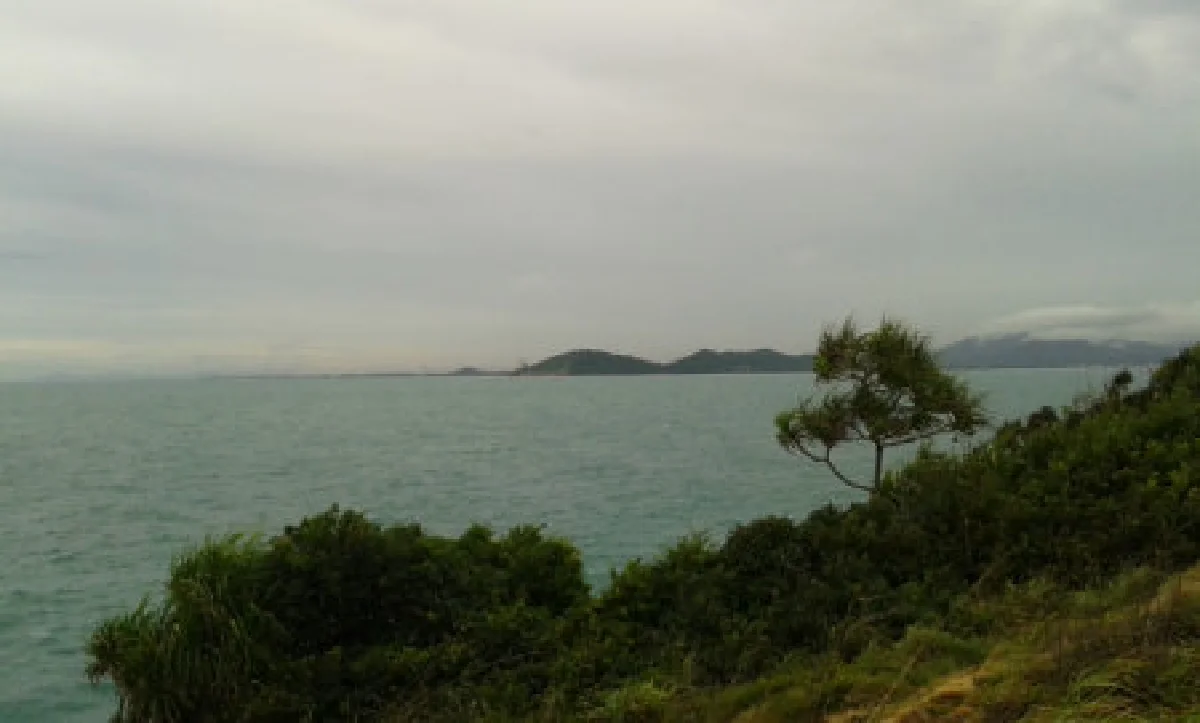 เสียงครวญจากเสม็ด คราบน้ำมันสะเทือนทั้งเกาะ