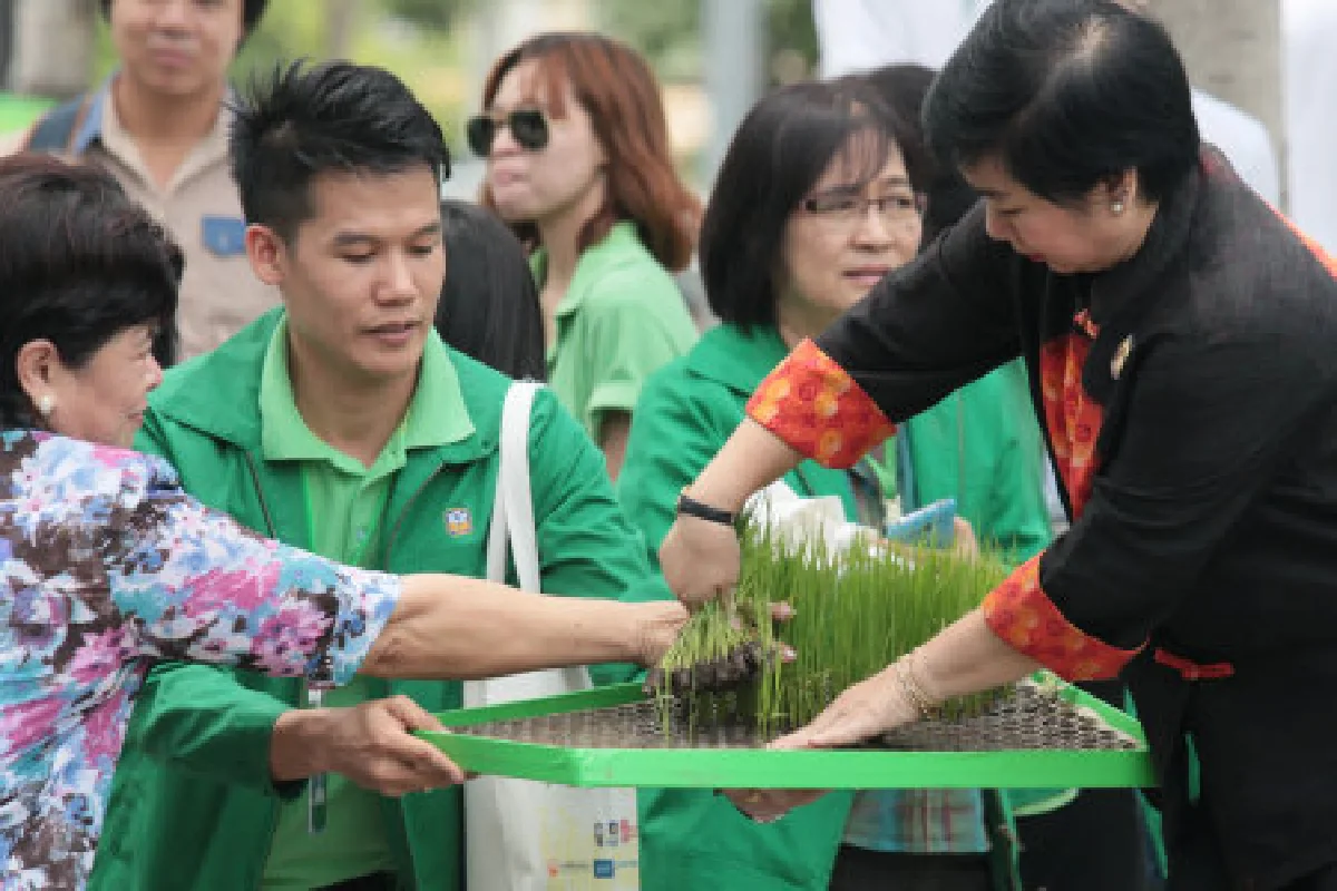 จัดเรียลลิตี้ปลูกข้าวในออฟฟิศ