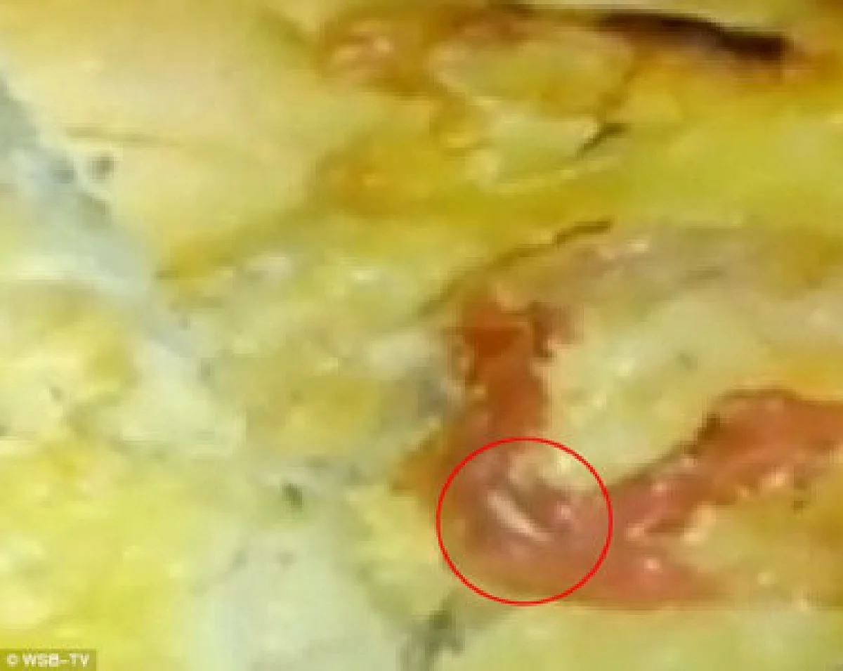 สุดอี๋! เจอหนอนในแซนด์วิช