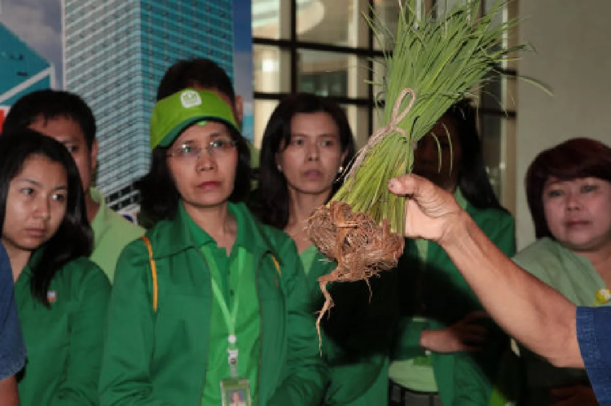 จัดเรียลลิตี้ปลูกข้าวในออฟฟิศ