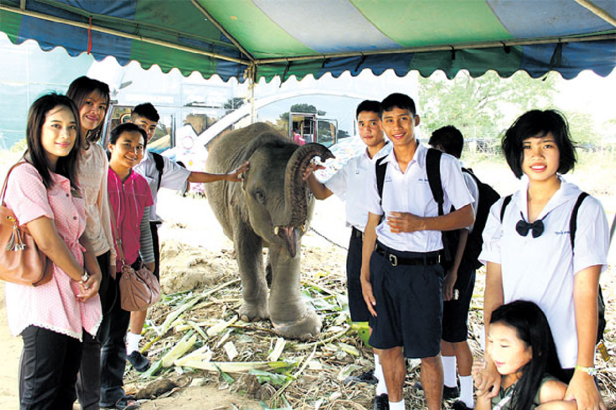 จิตสำนึกรักษ์ช้างจิตสำนึกรักษ์ช้าง จิตสำนึกรักษ์ช้างจิตสำนึกรักษ์ช้าง
