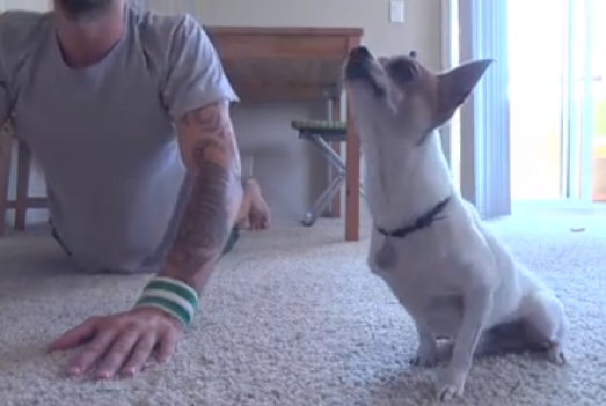 เผยคลิปสุนัขเล่นโยคะตามเจ้าของ เผยคลิปสุนัขเล่นโยคะตามเจ้าของ
