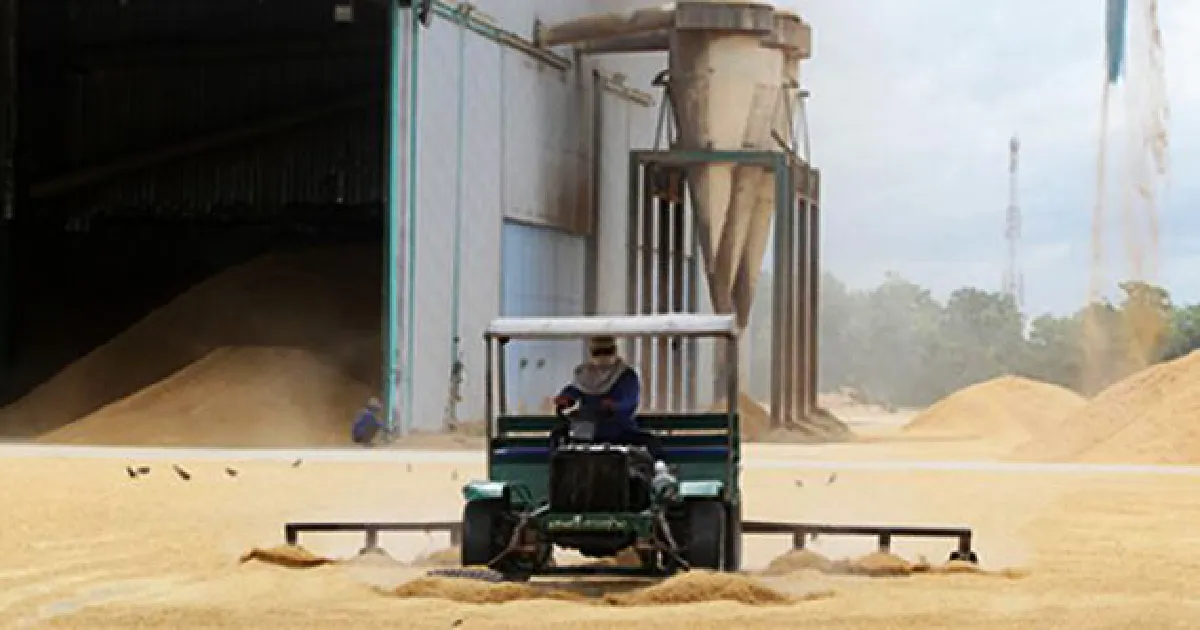 Rice scheme hits bonds sale