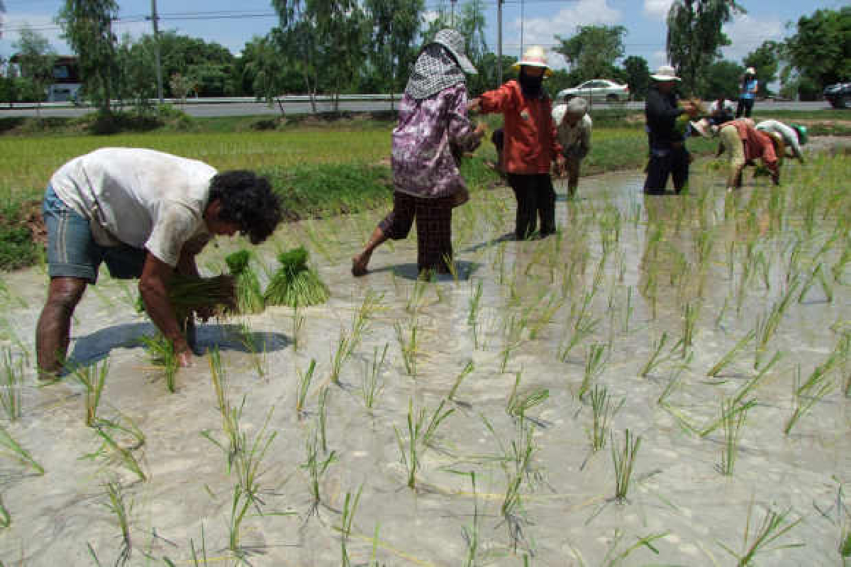ชาวนาบุรีรัมย์ป่วยโรคฉี่หนูแล้ว85ราย ชาวนาบุรีรัมย์ป่วยโรคฉี่หนูแล้ว85ราย
