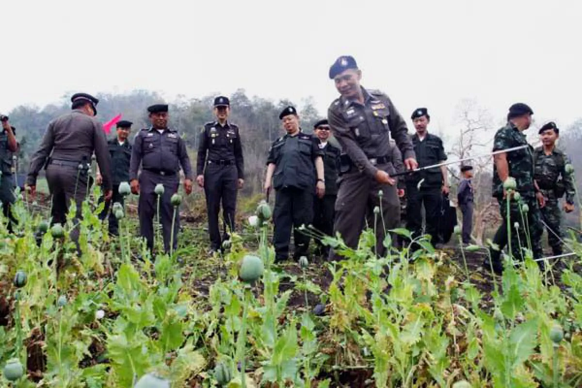Opium fields: Army destroys