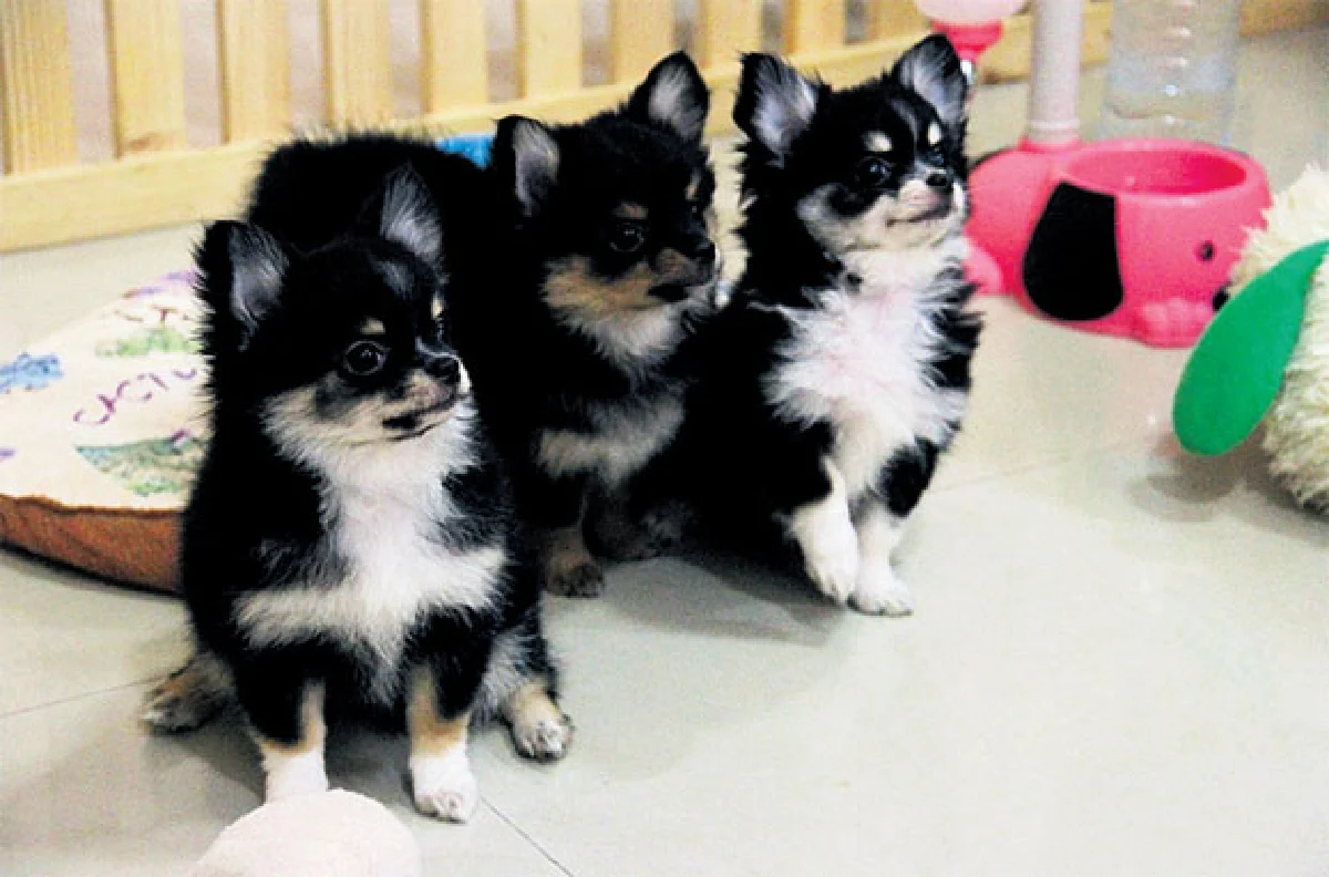 กังฟู...ชิวาวาสุดชิลล์ของ ณธนพร เอื้อวันทนาคูณ