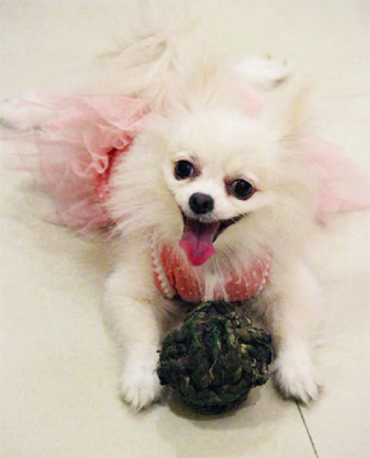 กังฟู...ชิวาวาสุดชิลล์ของ ณธนพร เอื้อวันทนาคูณ