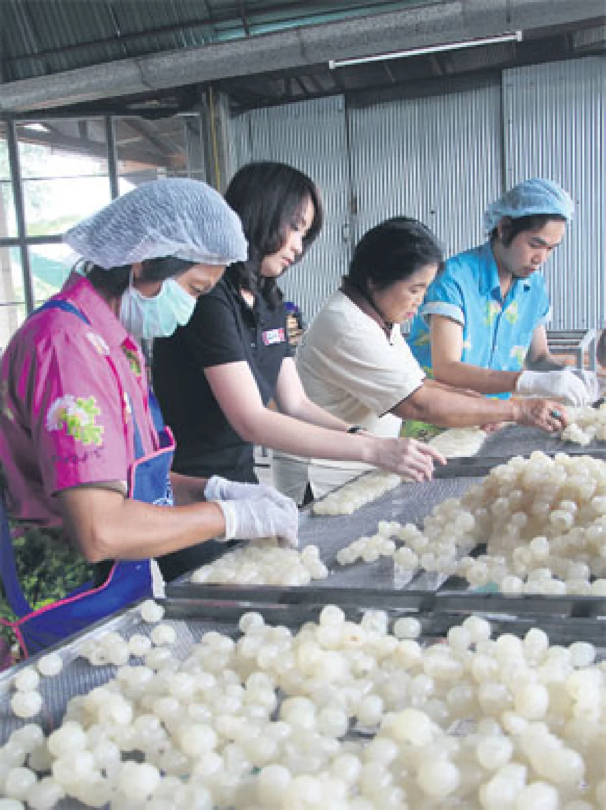 งานวิจัยที่พลิก 'ลำไย' สู่การเติบโตที่ยั่งยืน
