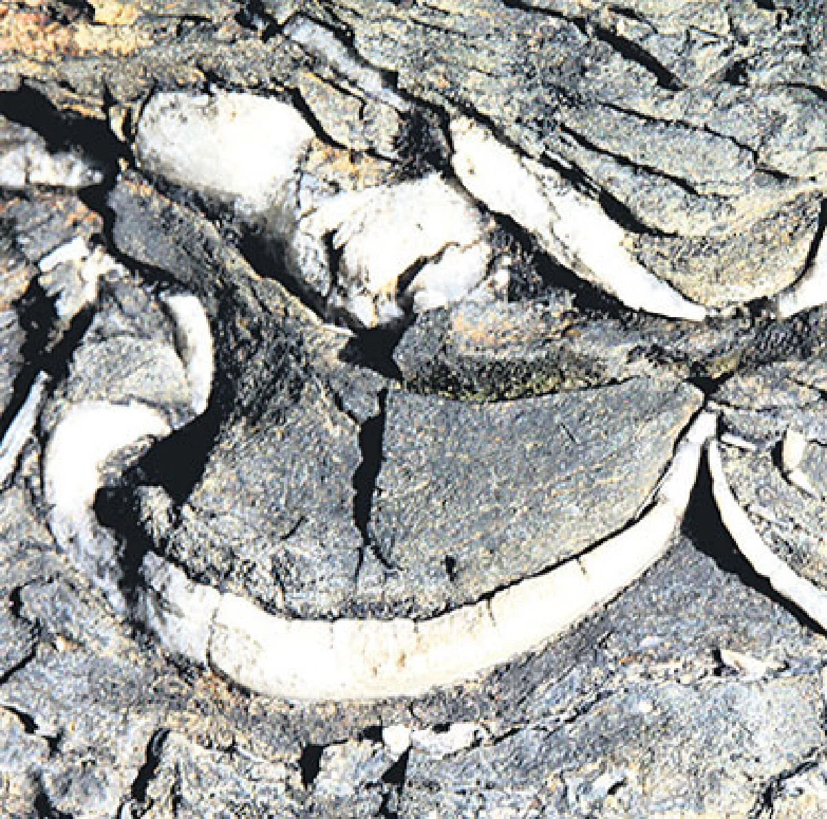 หอยรากที่เกาะกลาง