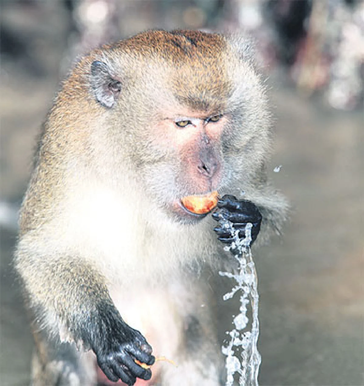 หอยรากที่เกาะกลาง