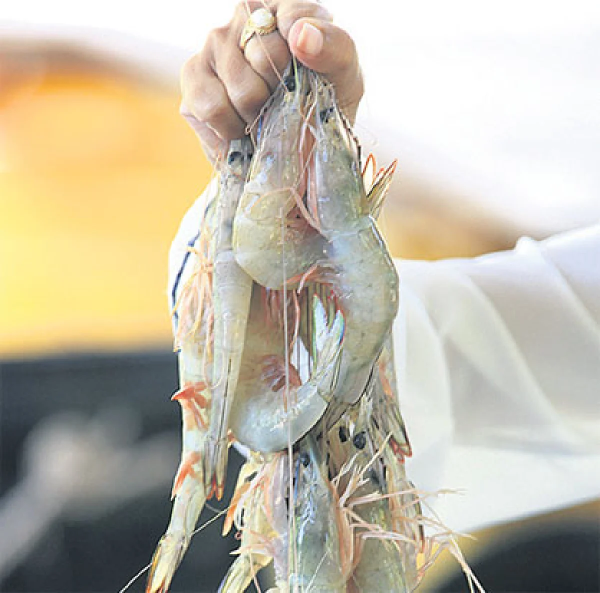 หอยรากที่เกาะกลาง