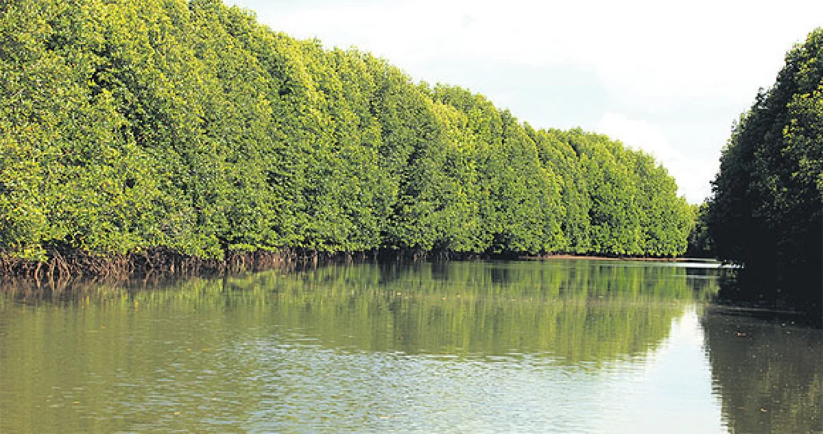 หอยรากที่เกาะกลาง