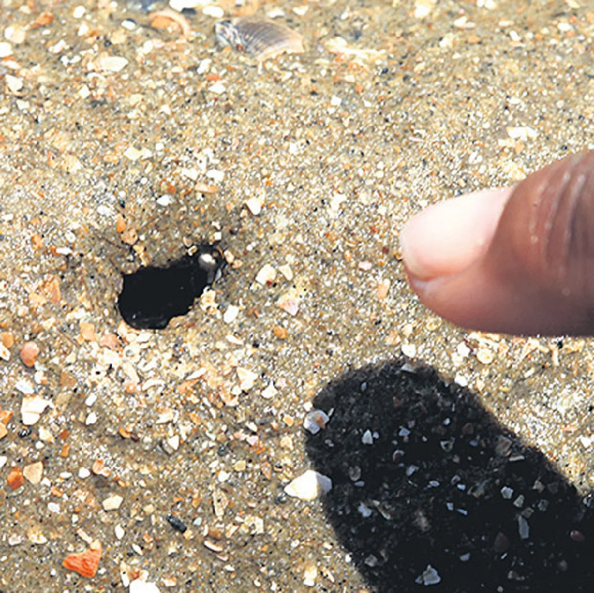 หอยรากที่เกาะกลาง