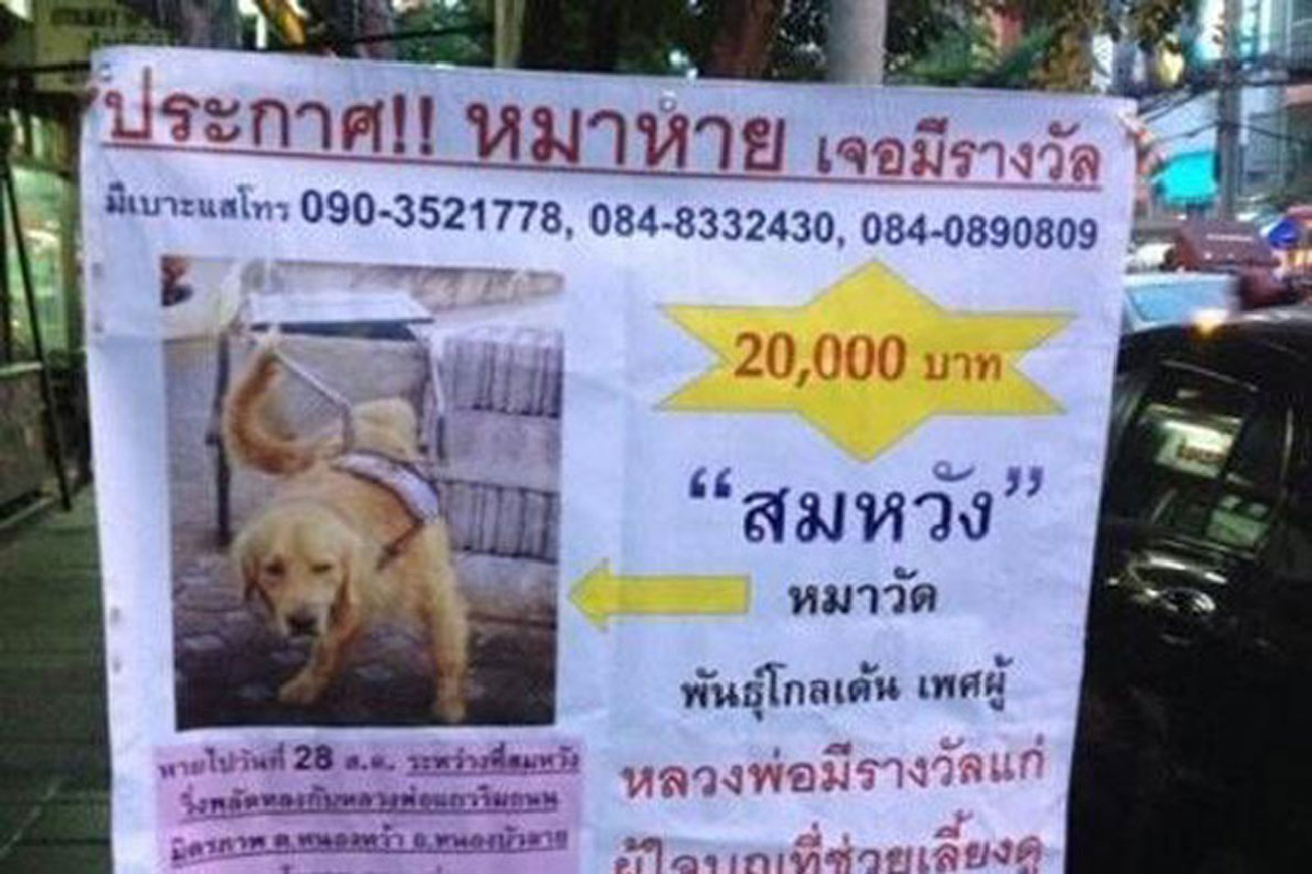 พบแล้ว"สมหวัง"หมาช่วยเข็นรถบิณฑบาต พบแล้ว"สมหวัง"หมาช่วยเข็นรถบิณฑบาต