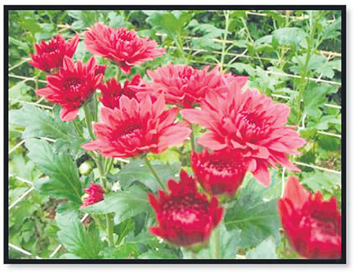 เบญจมาศ สัญลักษณ์ความสูงส่ง