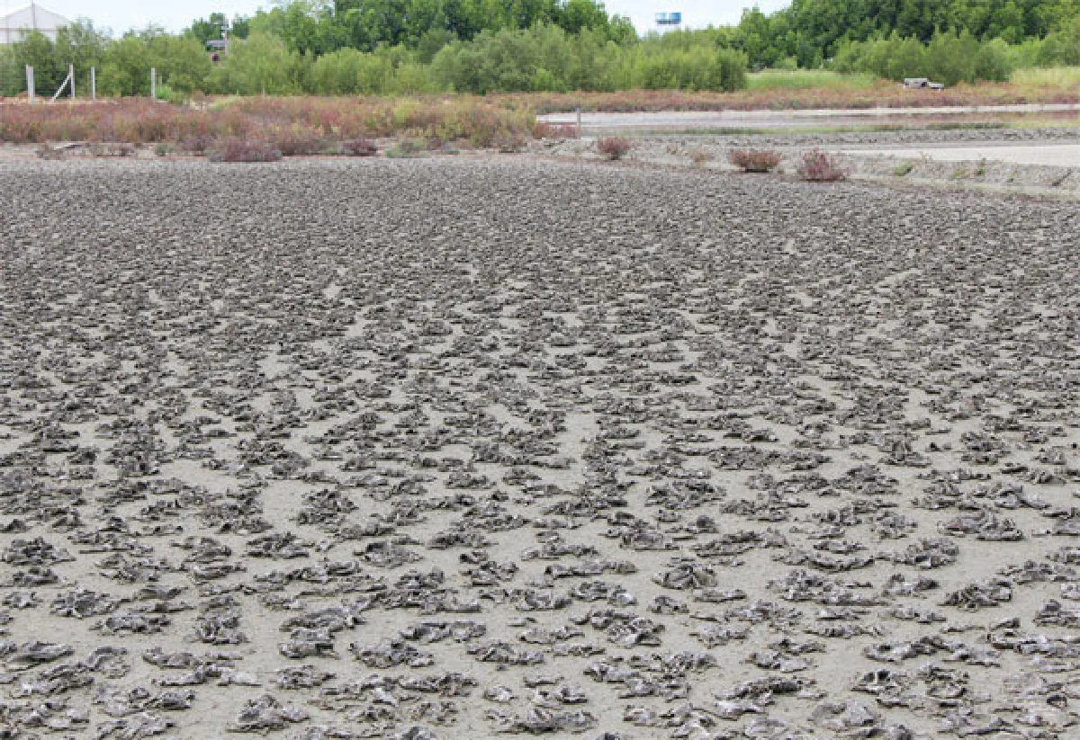 ขี้แดดนาเกลือขุมทองจากของเหลือใช้