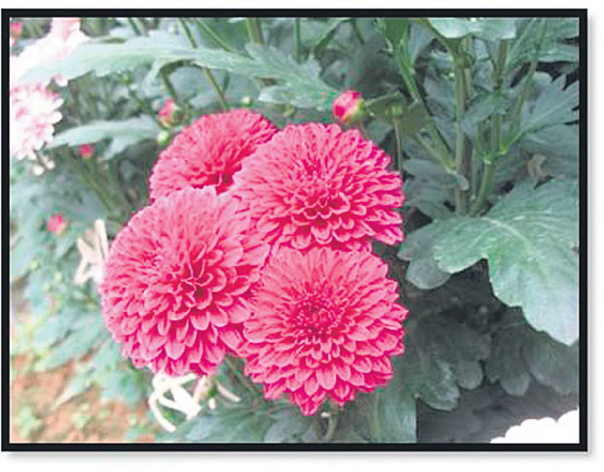 เบญจมาศ สัญลักษณ์ความสูงส่ง