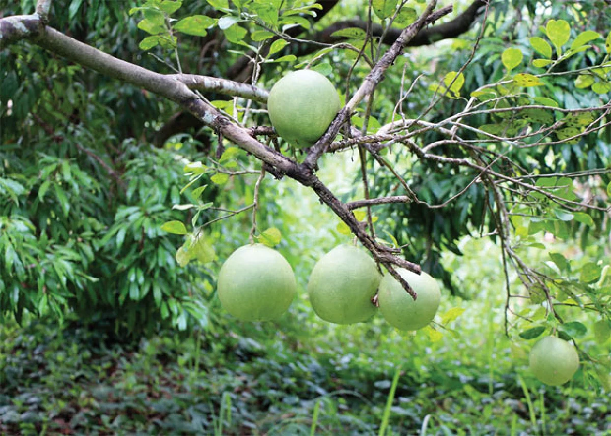 ขี้แดดนาเกลือขุมทองจากของเหลือใช้